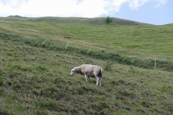 Schaf auf der Almweide